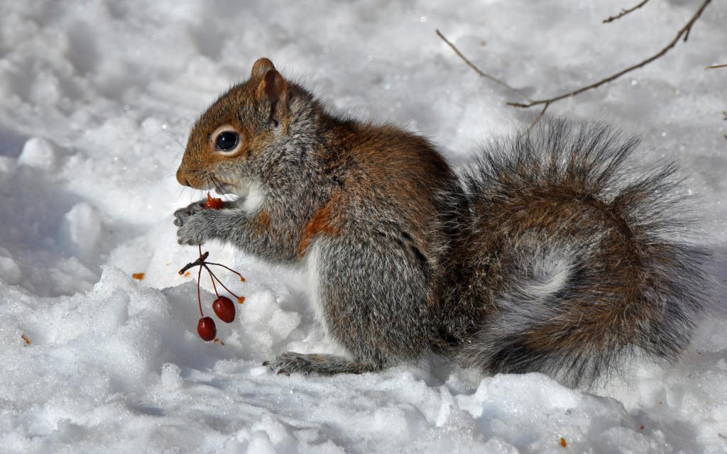 गिलहरी बर्फ में