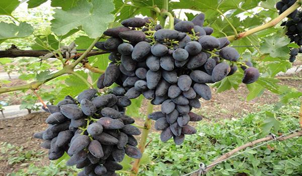 Viking grapes