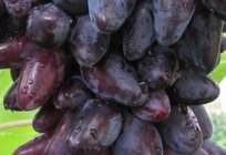Grade Viking (grapes): description, cultivation, reviews