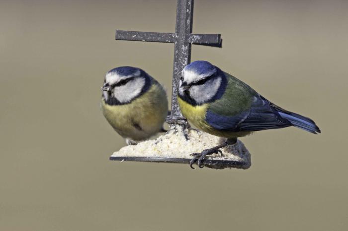 what to eat tit in the winter than to feed