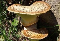 El hongo, canalización flake: la foto y la descripción