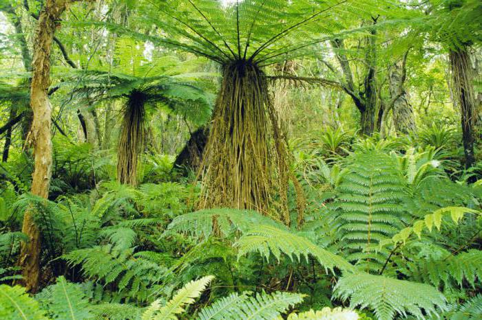 ferns are called fronds