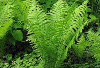 Frond is a fern. Features of the structure and purpose