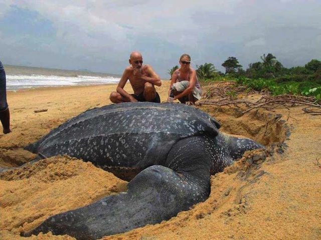 a grande coriáceo tartaruga