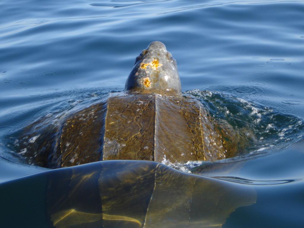 coriácea la tortuga en el agua