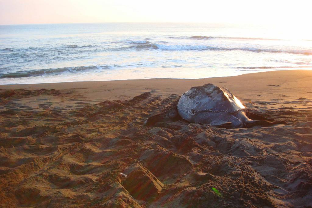 coriáceo tartaruga sai no mar