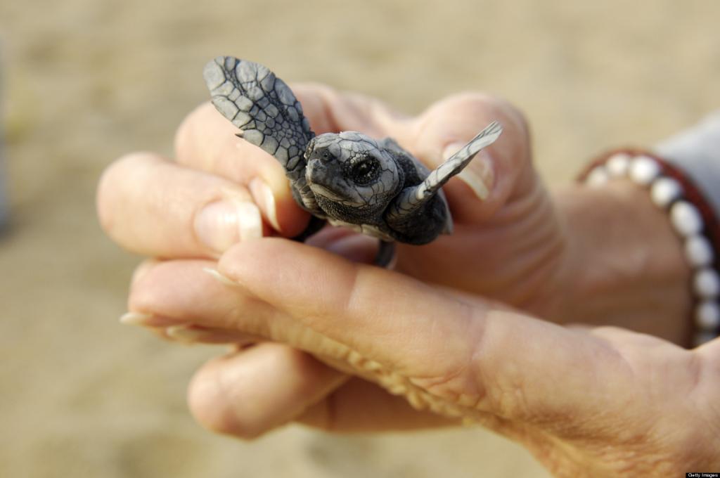 tartaruga recém-nascida