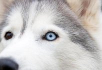 O padrão da raça husky siberiano de exposição: окрасы dimensões. - Treinamento de husky siberiano