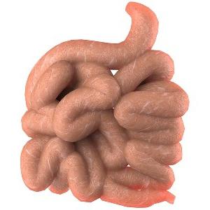 structure of a human intestine