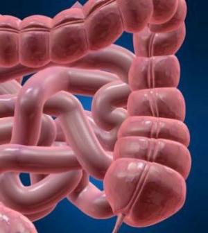 la estructura intestinal de los humanos en imágenes
