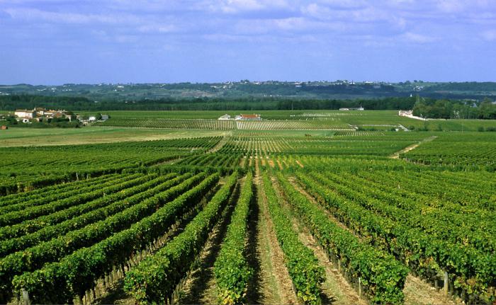 Bordeaux Wein Klassifikation
