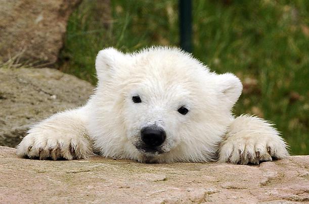 bear Knut