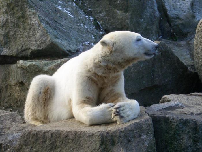 o urso polar knut
