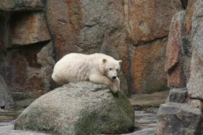 urso knut causa de morte