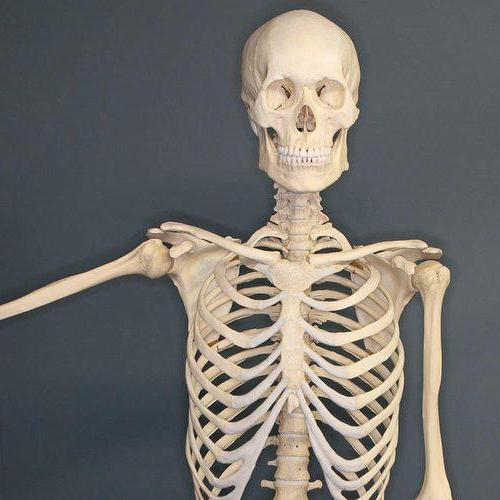 la tabla de tipos de huesos