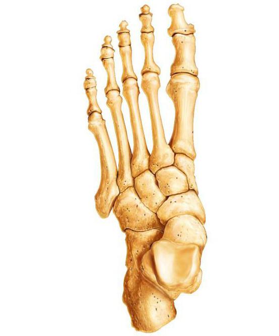Arten von Knochen des Skeletts