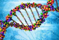 Nedir genotip? Değeri genotip, bilimsel ve eğitim alanlarında