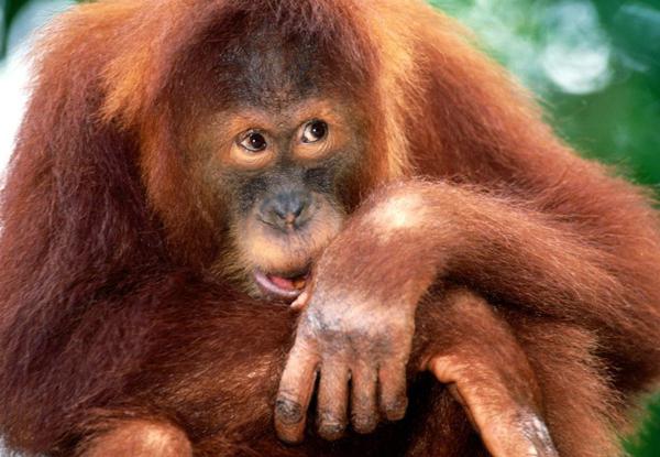 orangutan суматранский