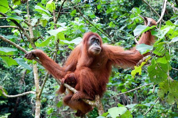 orangutan суматранский foto