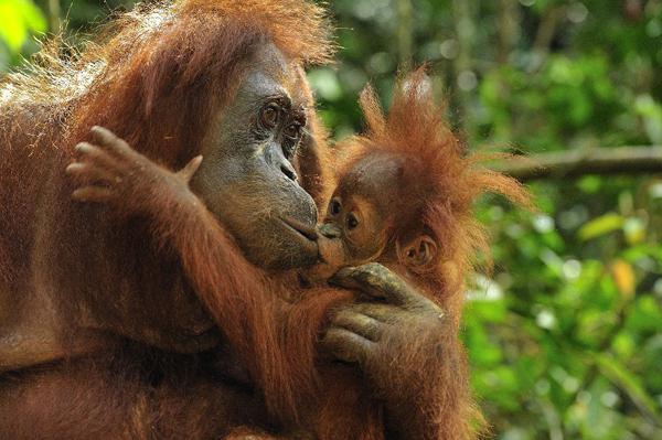 суматранский orangutan el número de