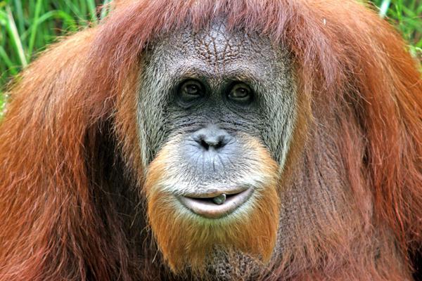 sumatran orangutan waga