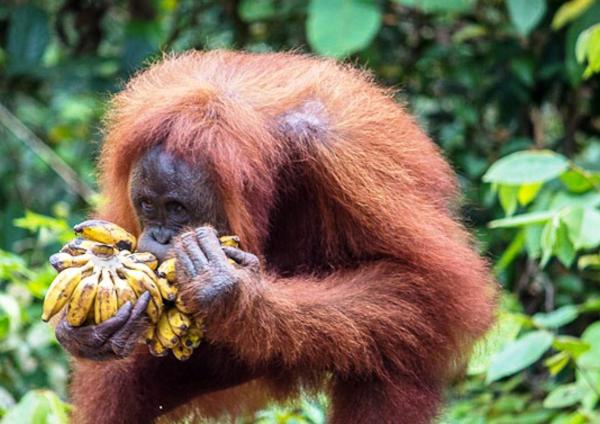суматранский Beschreibung Orangutan