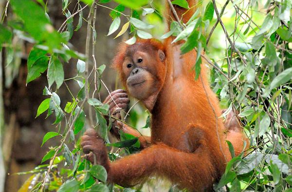 суматранский orangotango de cabeça