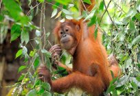 Bir orangutan sumatra: açıklama ve fotoğraf