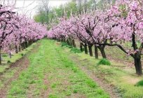 Mandeln Rosa Schaum – Anpflanzung und Pflege von dekorativen Sträuchern