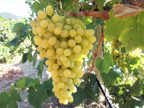 benefits of Sultana grapes