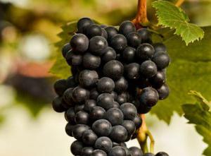 grapes kishmish black