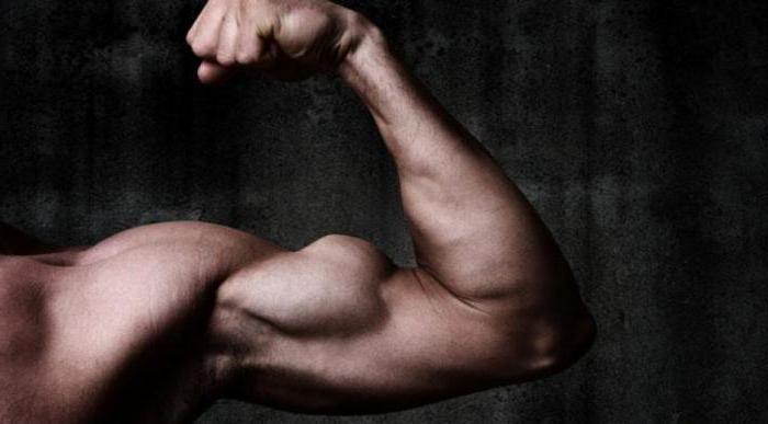 exercises to the biceps in the gym
