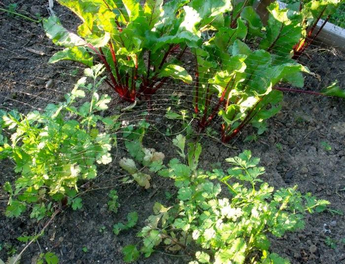 When to dig beets and carrots