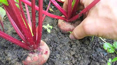 when to dig beets