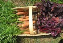 Wenn Graben Sie die Rüben und Karotten zu ernten war eine hervorragende und Gemüse bis zum Frühjahr überlebt?