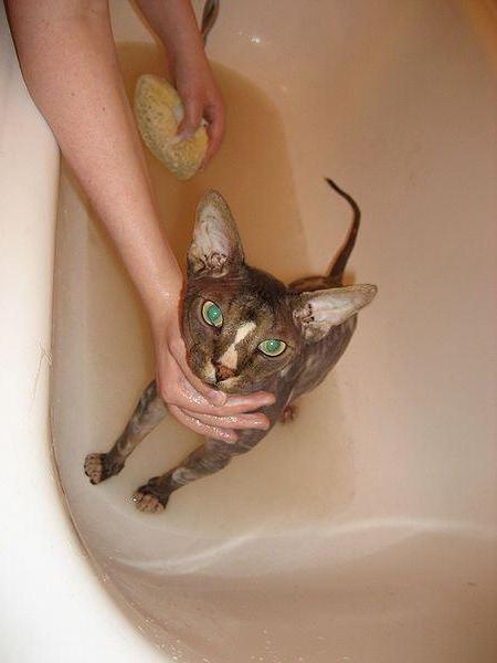 Katze waschen