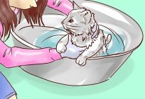 Wie waschen Sie die Katze richtig und mit welchen Abständen?