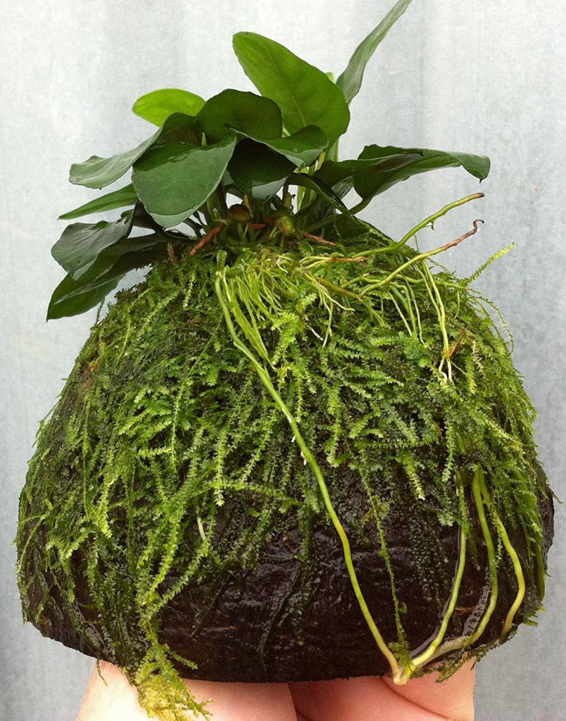 Java moss on the coconut