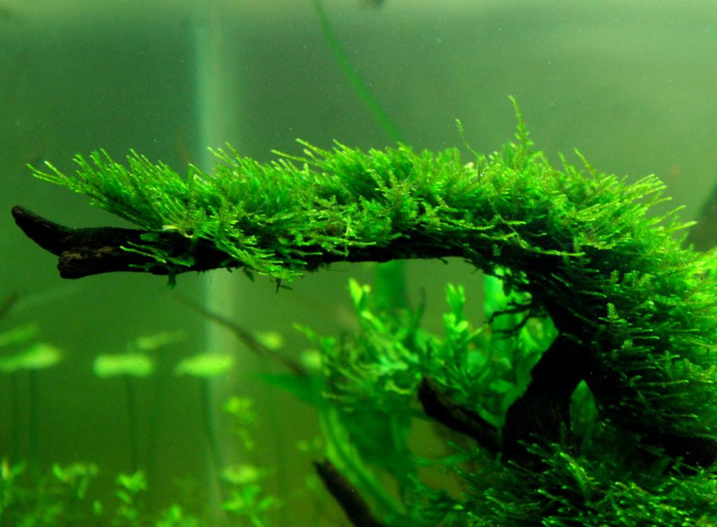 Java moss in the aquarium