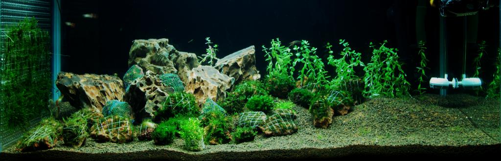 Aquascape with Java moss