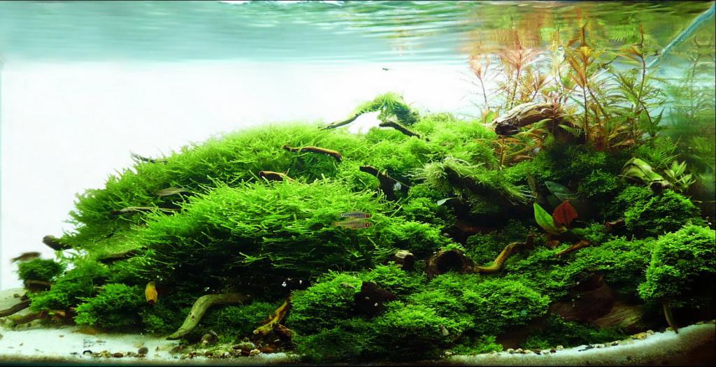 Güzel bir akvaryum dekore edilmiş yosun