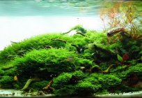 Java moss in the aquarium: how to fix?