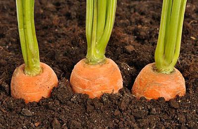 чому зростає рогата морква