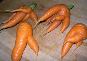 ¿por qué la zanahoria crece con cuernos