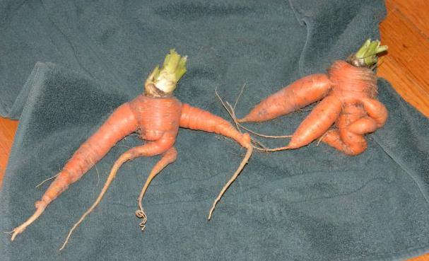 ¿por qué crece con cuernos de zanahoria