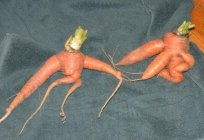 Дізнайтеся причини того, чому зростає рогата морква
