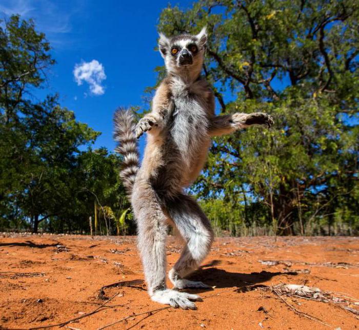 خطة تصف مناخ مدغشقر