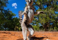 Надвор'е і клімат Мадагаскара