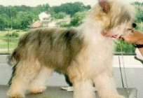 Chinesische flaumige Crested Dog ist eine gute Freundin