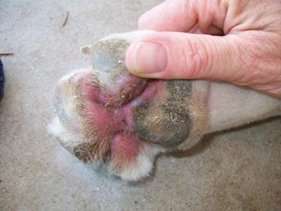como tratar o fungo cães